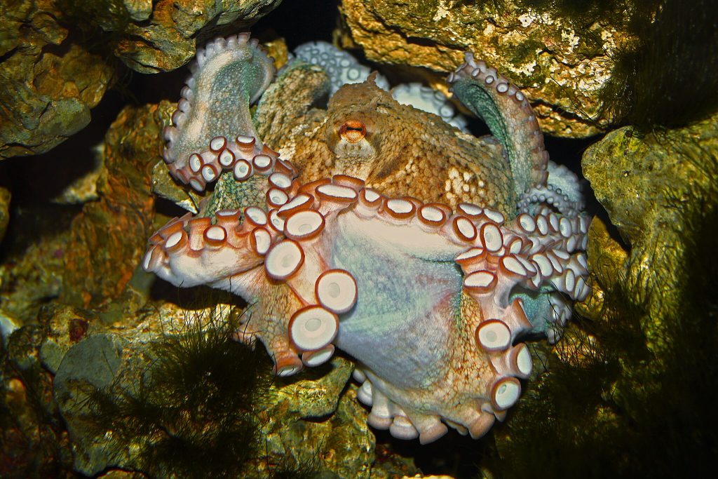 Photo Wikimedia Commons