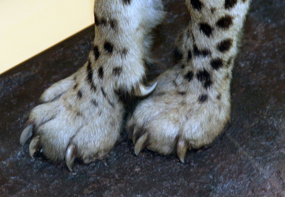 Photo Wikimedia Commons 