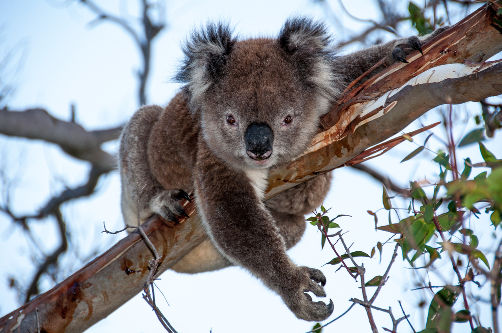 Photo Deposit Photos
