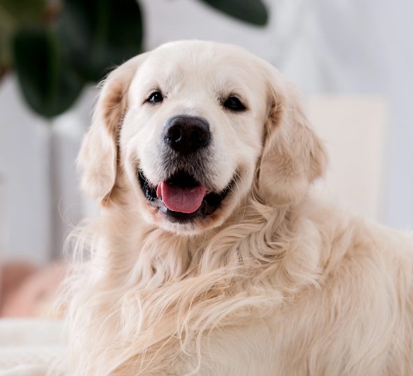 Top 10 Signs Your Golden Retriever Loves You