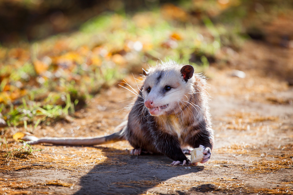 Depositphotos