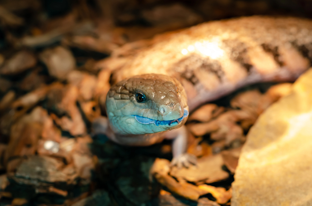 Depositphotos