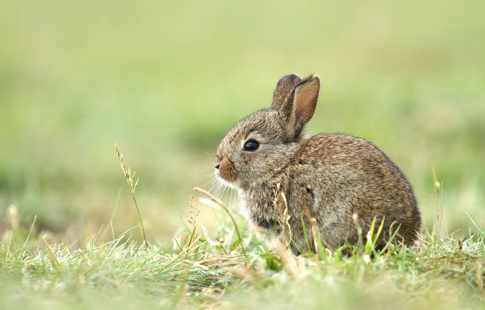 Depositphotos