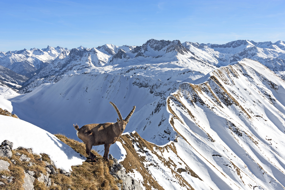 Survival of the Fittest: 10 Animals That Have Mastered Extreme Conditions