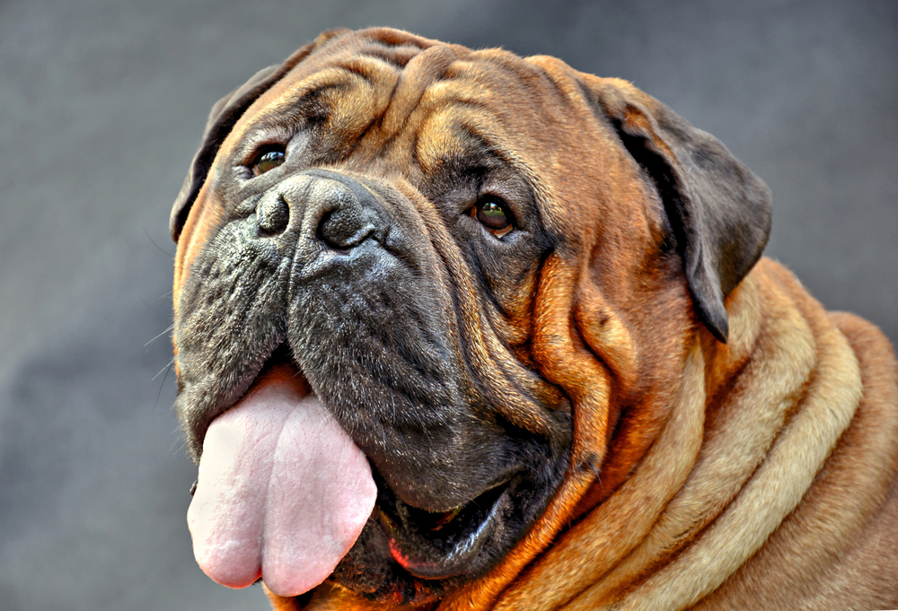 Top 10 Family-Friendly Guard Dogs: Protectors with Heart