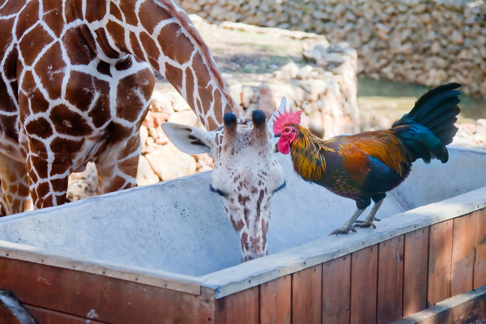 Top 10 Unusual Animal Friendships That Will Melt Your Heart