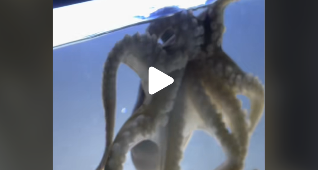 Family’s Pet Octopus Lays 50 Eggs — And Wreaks Havoc on Their Home