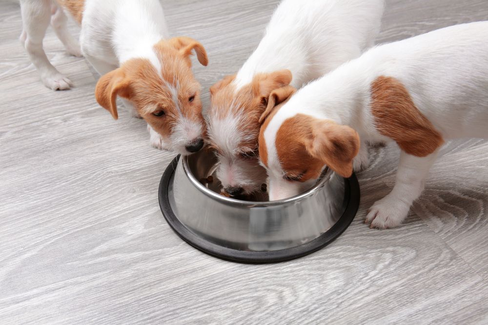 Why Does Your Dog Lick Its Paws?