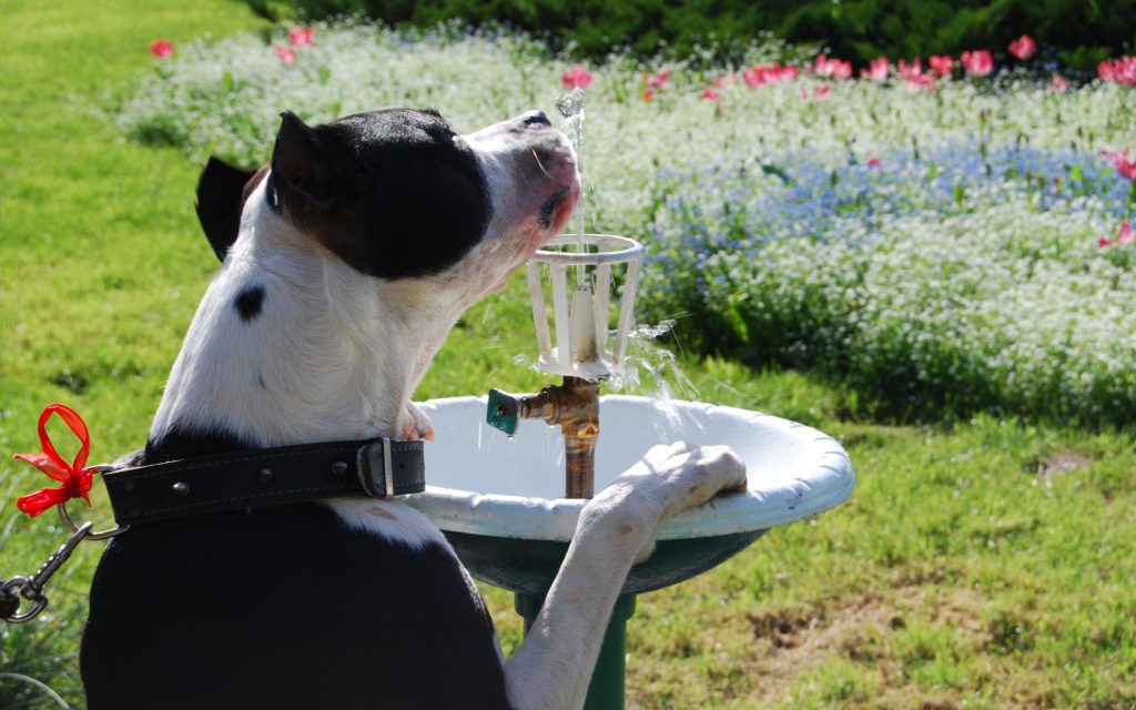 How Much Water Should a Dog Drink?