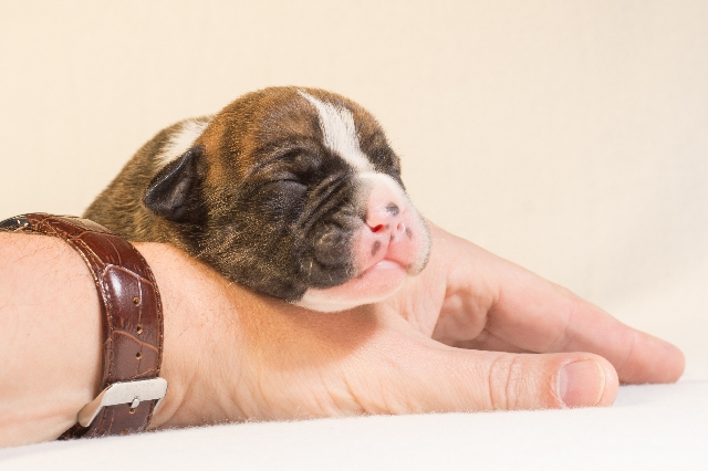 Why do puppies eat poop?