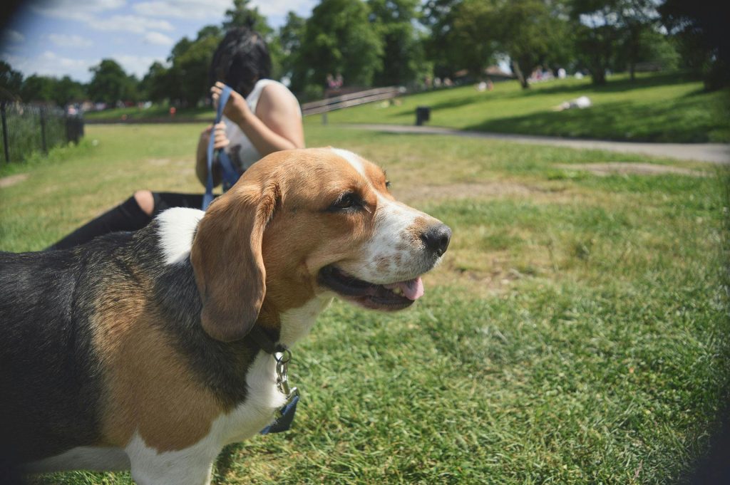 Top 10 Most Playful Dog Breeds: Furry Fun-Lovers with Endless Energy
