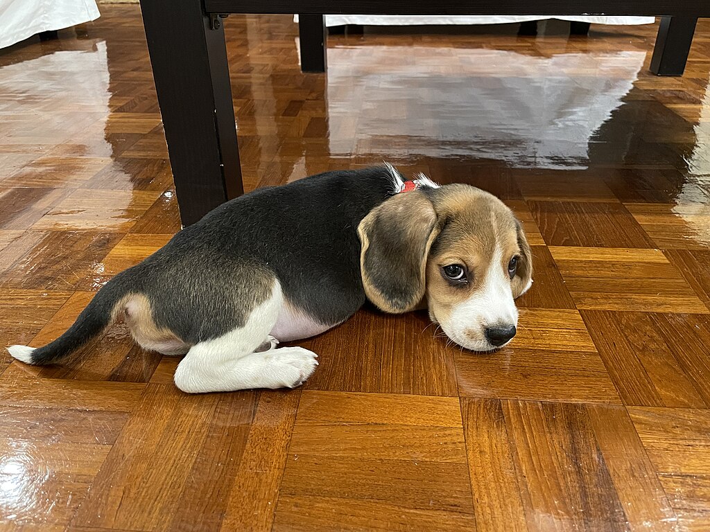 7 Things You Didn’t Know About Beagles