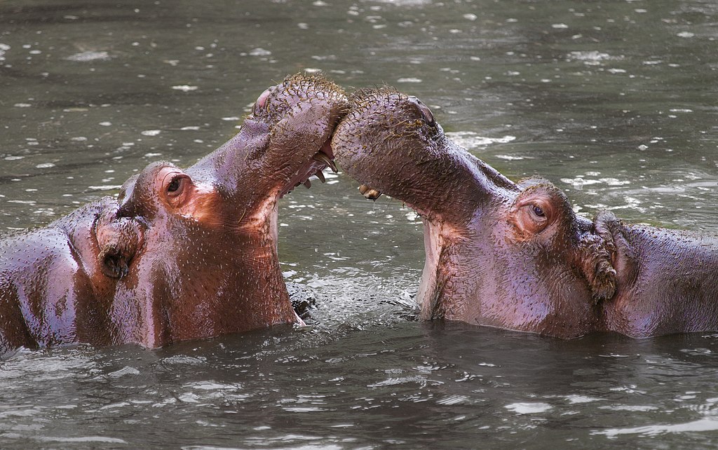 Whipsnade Zoo, CC BY 2.0 via Wikimedia Commons