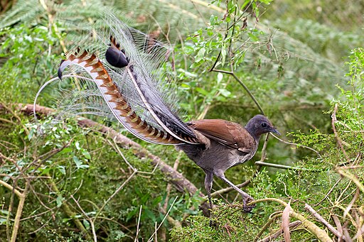 File:Superb_lyrbird_in_scrub.jpg: Fir0002derivative work: Caspian blue, GFDL 1.2  via Wikimedia Commons