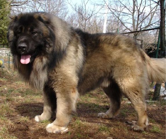 Ciccio9821, CC BY-SA 3.0 via Wikimedia Commons