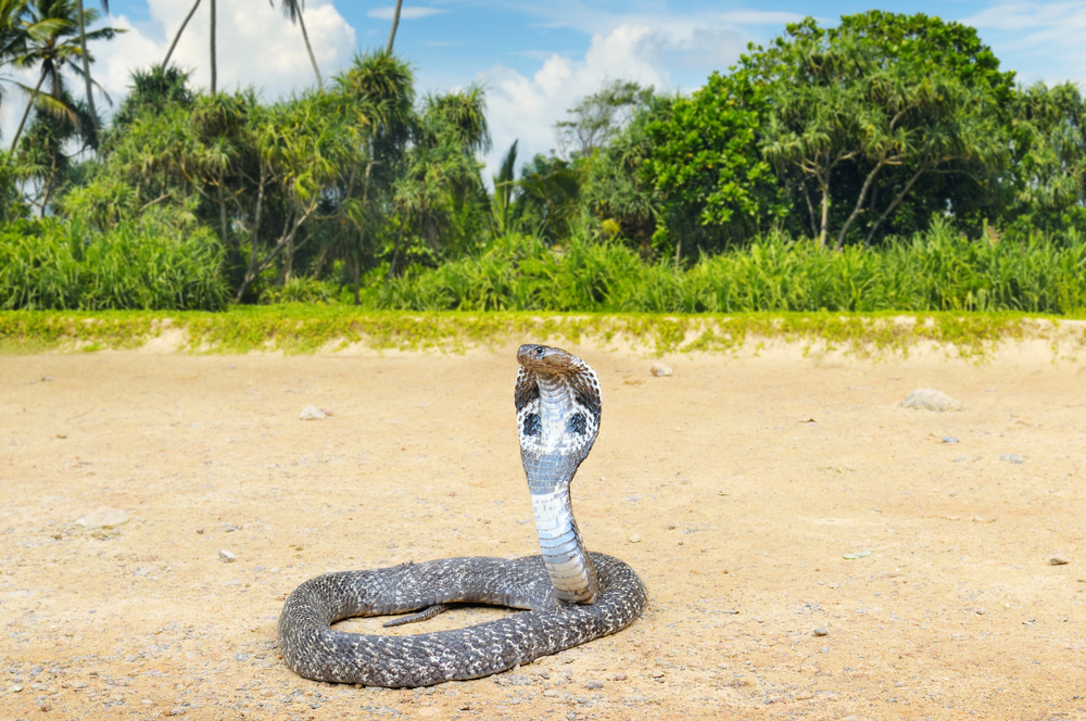 Depositphotos