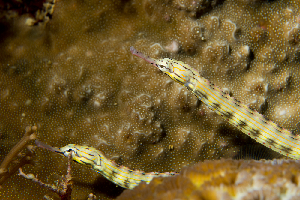 Depositphotos.com