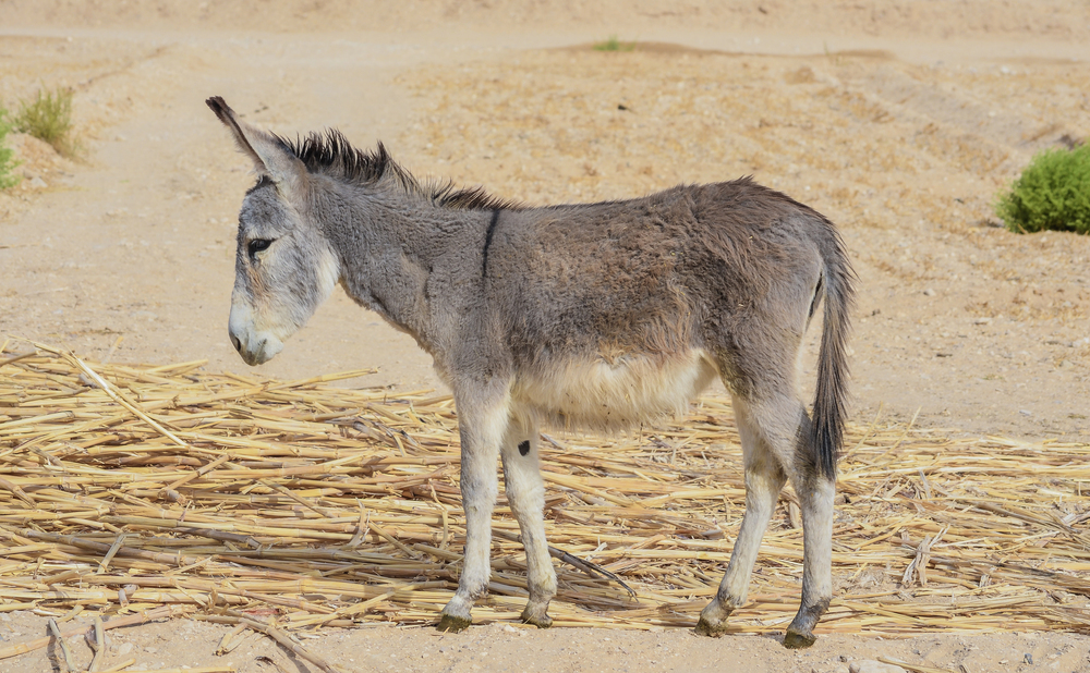 Depositphotos