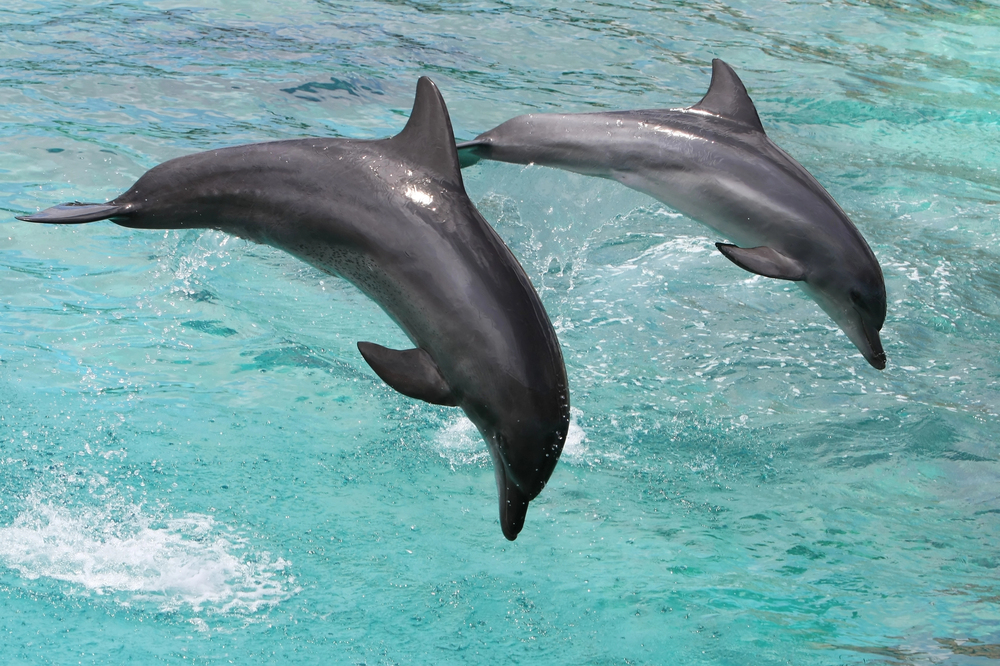 Top 5 Wild Questions and Answers About Animals – How Well Do You Know the Animal Kingdom?