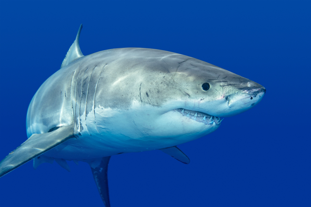 Top 7: The Most Dangerous Sea Creatures in the World