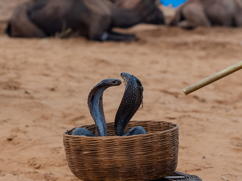 Depositphotos