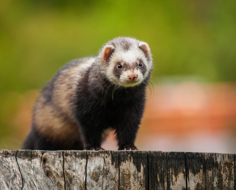Depositphotos