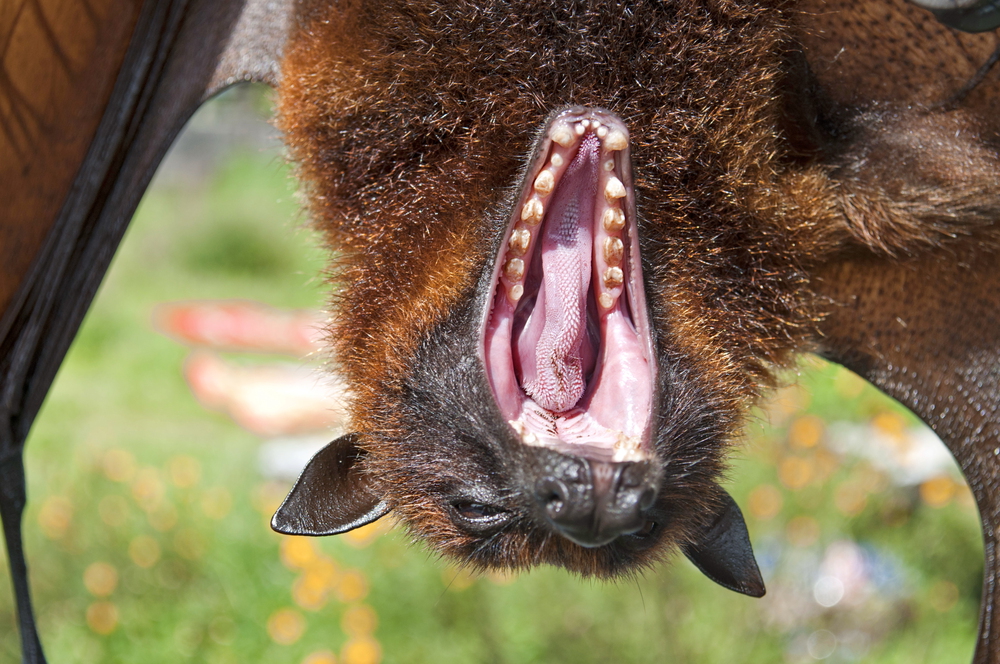 7 Things You Didn’t Know About Bats