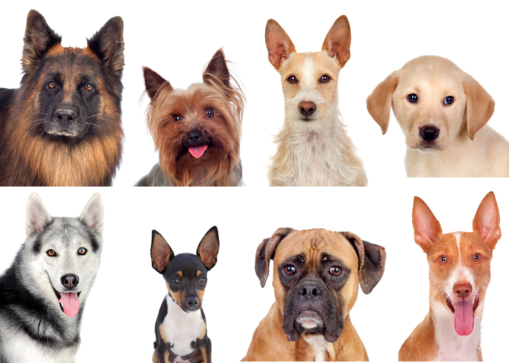 Top 10 Ways to Show Your Dog That You’re the Leader – Without Being Harsh