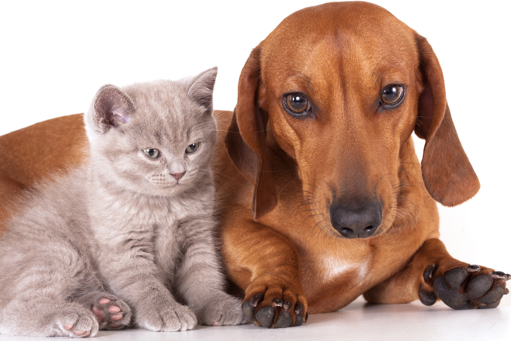10 Signs Your Pet Needs More Stimulation