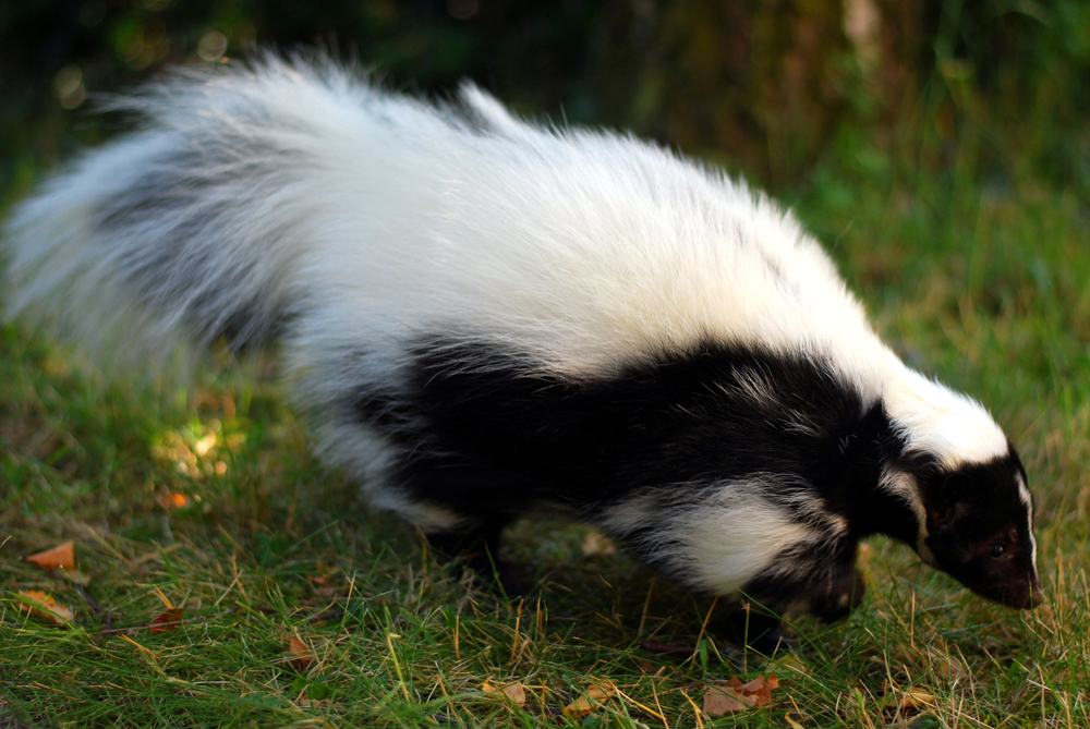 Depositphotos