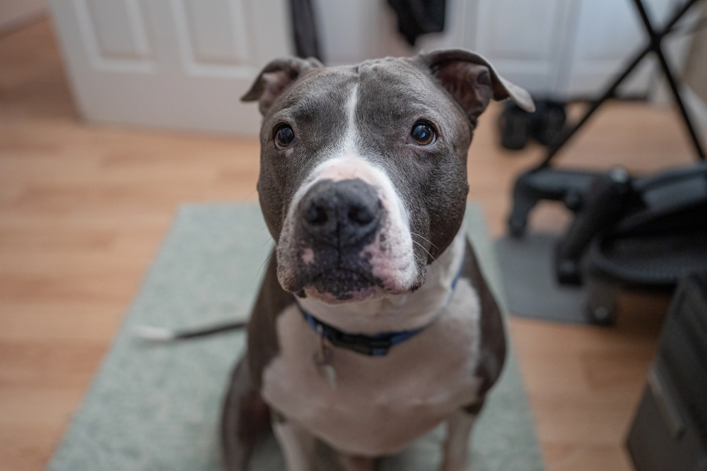 7 Things You Didn’t Know About the Pit Bull Terrier