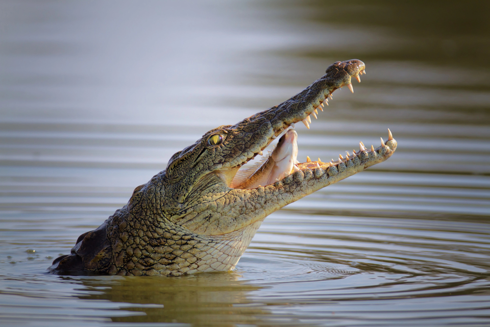 Depositphotos
