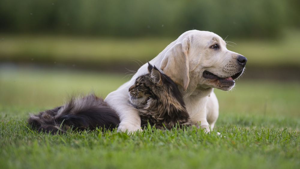 7 Things You Didn’t Know About Introducing Dogs and Cats