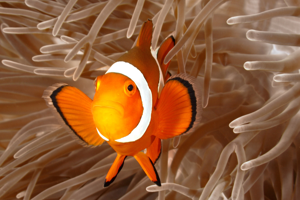 Nature’s Gender Changers – 7 Animals That Change Sex During Their Lifetime