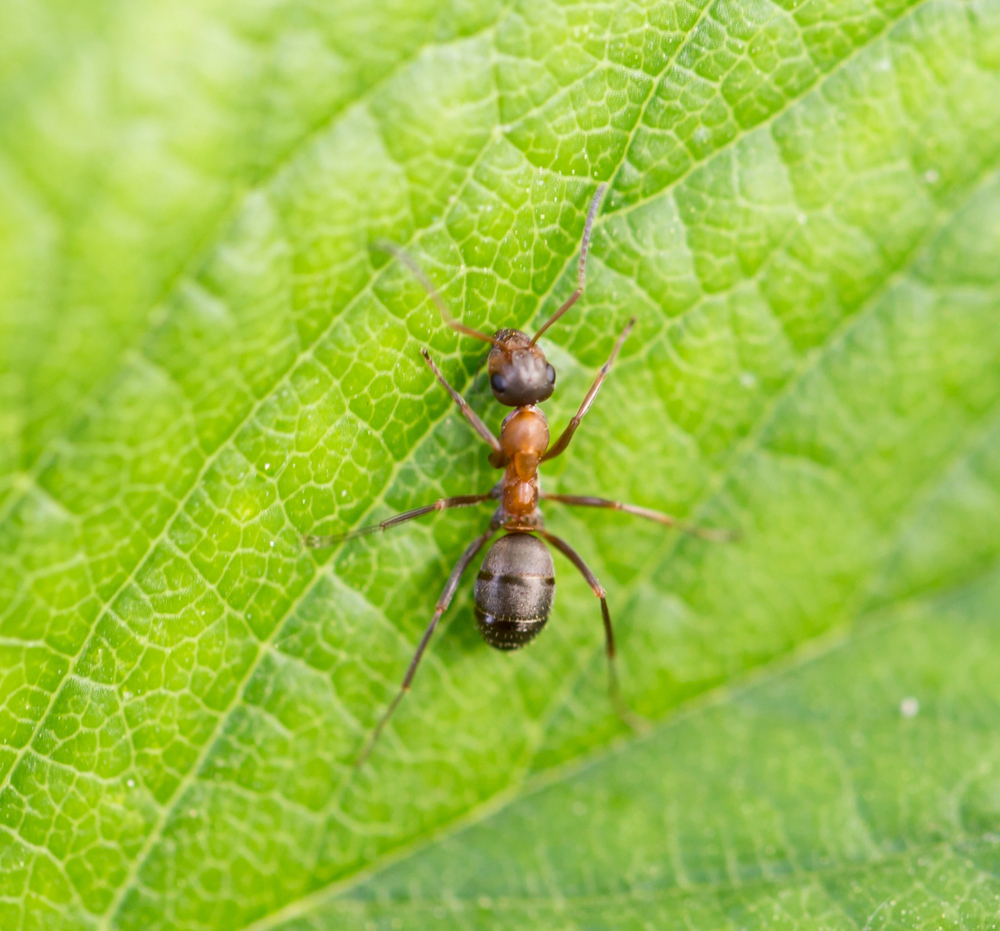 Depositphotos