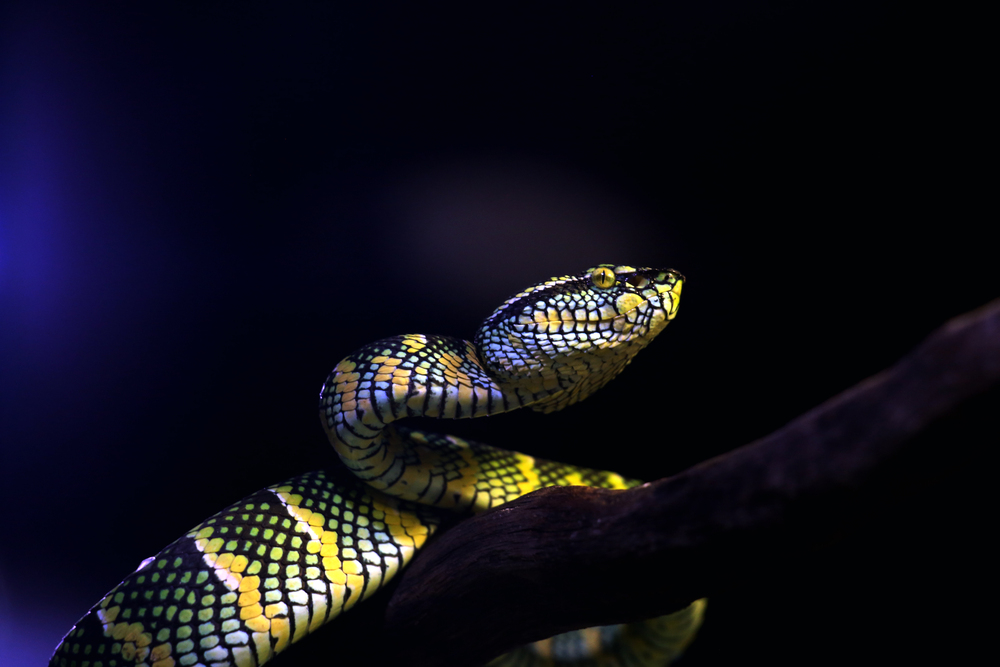 Depositphotos