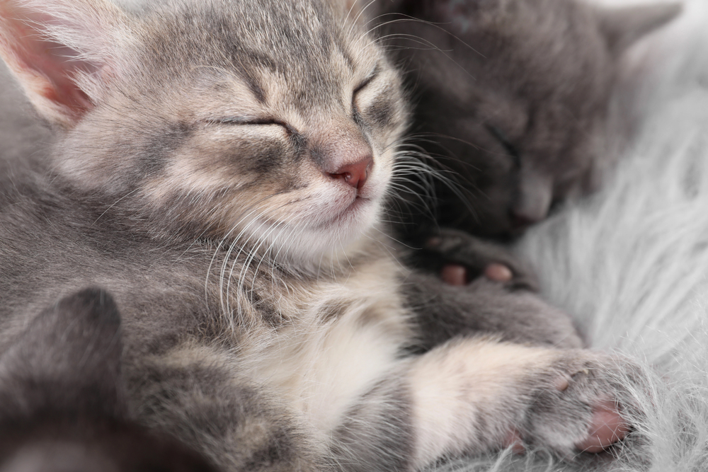 7 Things You Didn’t Know About Cats and Their Hunting Instinct