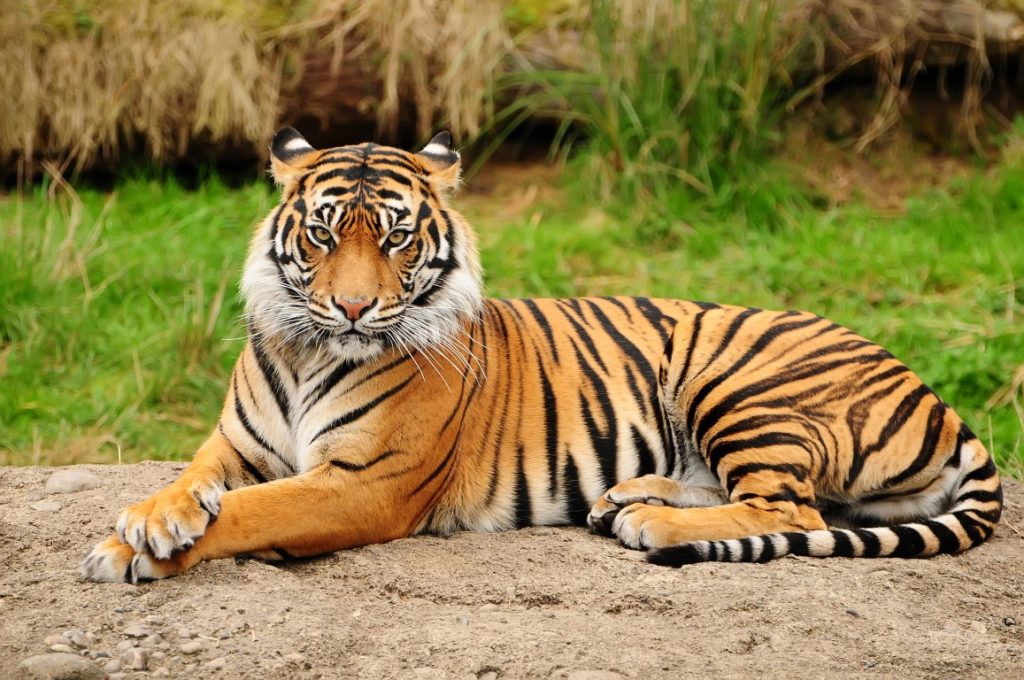 The 7 Largest Big Cats in the World: From Stealthy Hunters to Muscular Giants