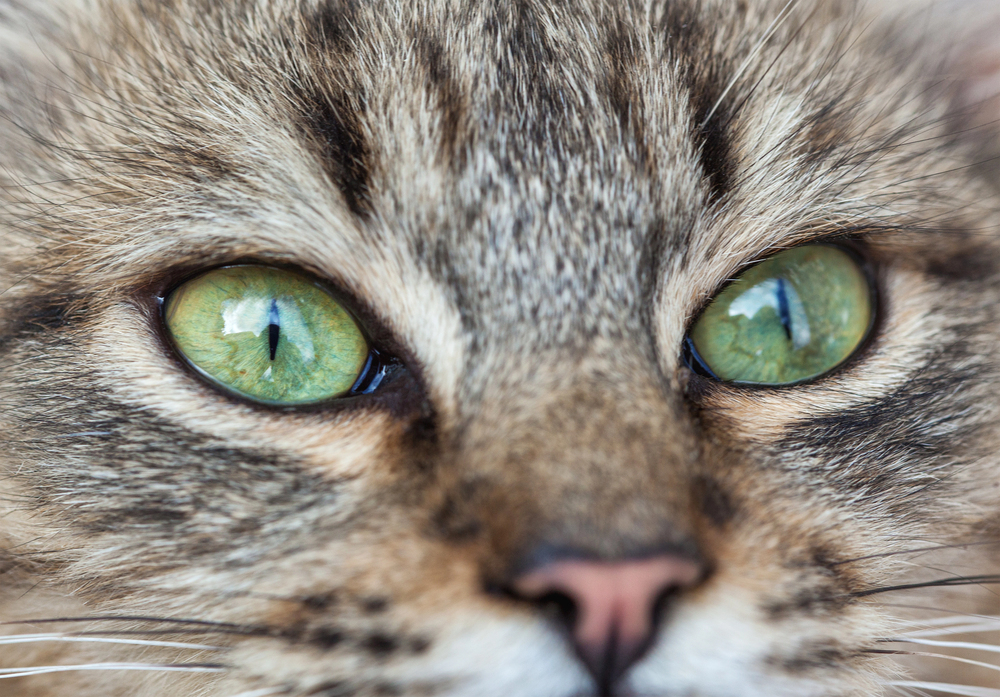 Depositphotos