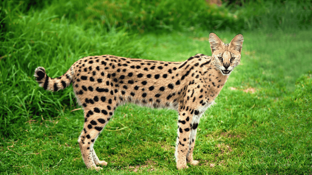 10 Animals That Look Like Cats – But Aren’t (And You Can Legally Own Them in the U.S.)