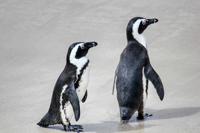 10 Strange Facts About Penguins