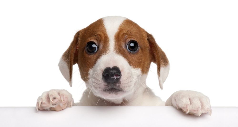 Hotspot in Dogs