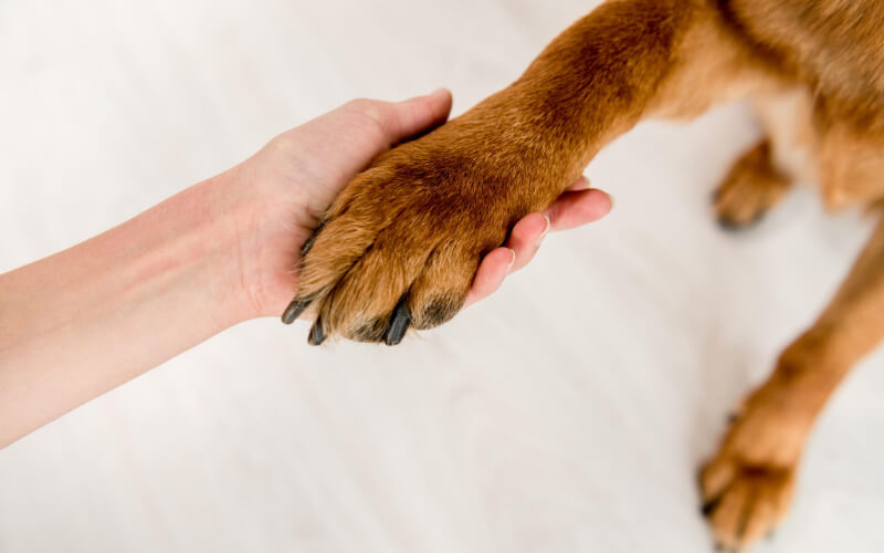 Dog Paws – How to Take Care of Them