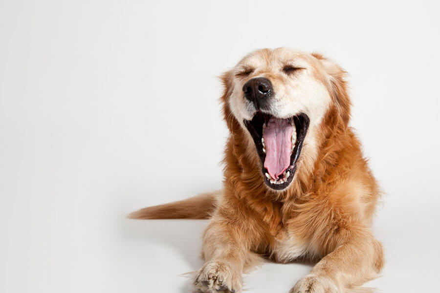 Why Do Dogs Yawn?