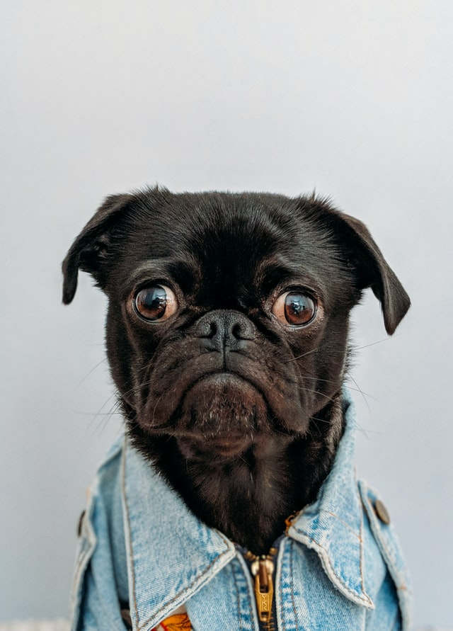 Why Do Some Dogs Have Short Snouts and Others Long Snouts?