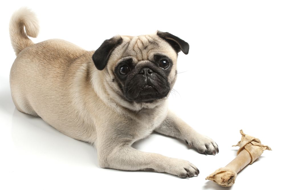 What Types of Bones Can You Give Your Dog?