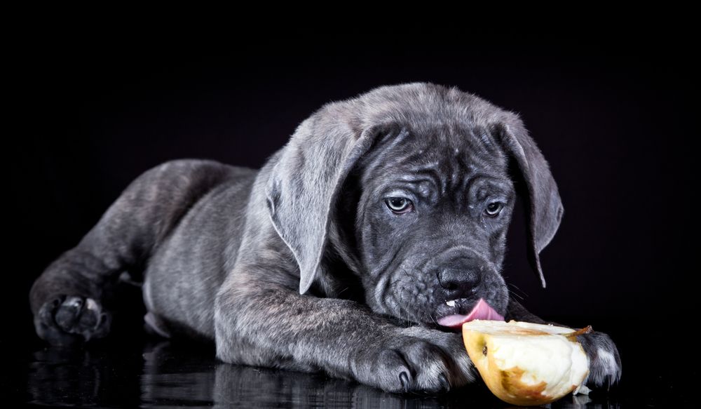 Can Dogs Eat Apples?