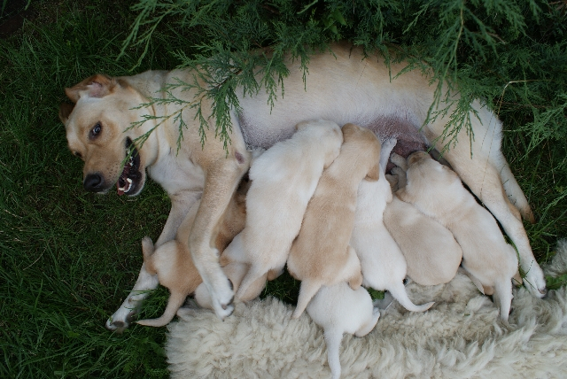 My Dog Is About to Give Birth