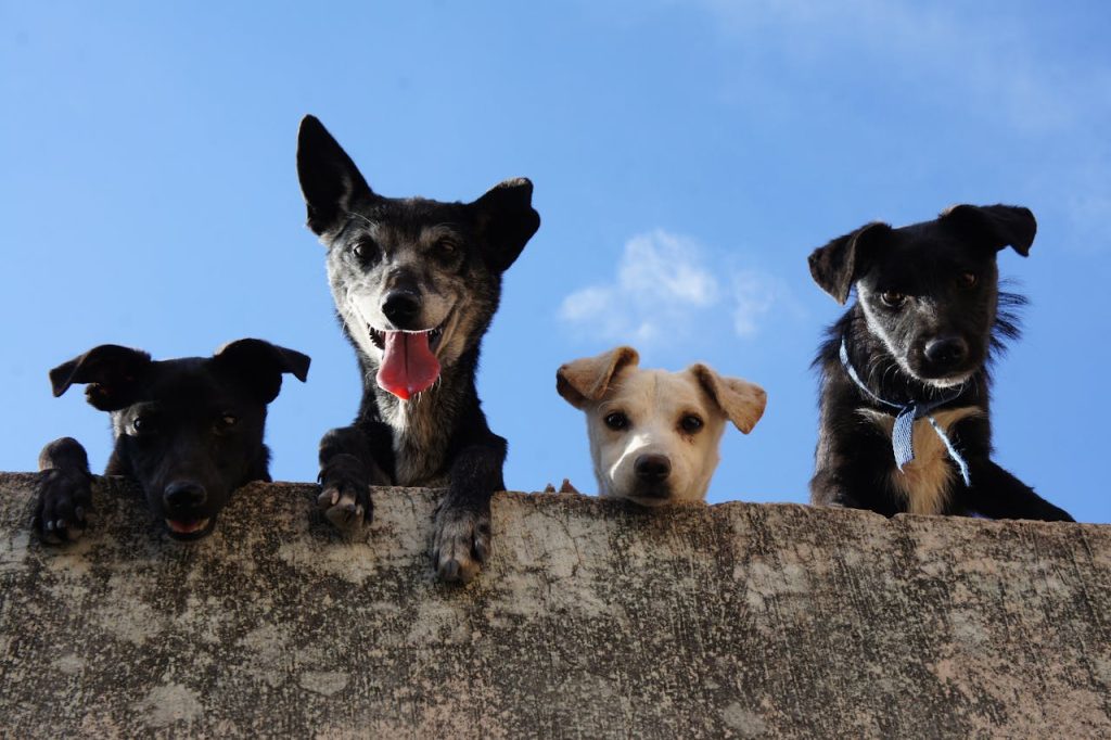 7 Things You Didn’t Know About a Dog’s Memory