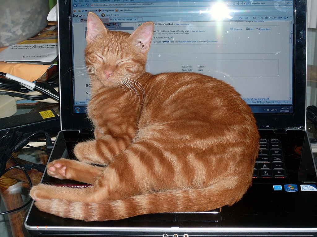 Lewsooz, CC BY-SA 3.0 via Wikimedia Commons